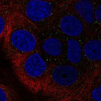 RAB40B Antibody in Immunocytochemistry (ICC/IF)
