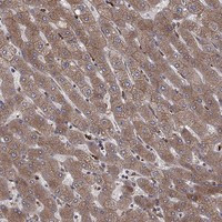 YIF1A Antibody in Immunohistochemistry (Paraffin) (IHC (P))
