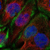 Cdc42EP1 Antibody in Immunocytochemistry (ICC/IF)