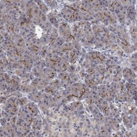 C9orf75 Antibody in Immunohistochemistry (Paraffin) (IHC (P))
