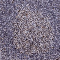 C9orf114 Antibody in Immunohistochemistry (Paraffin) (IHC (P))