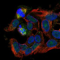 RASSF4 Antibody in Immunocytochemistry (ICC/IF)