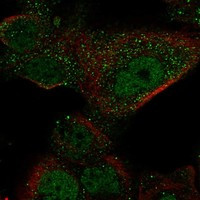 GAL3ST1 Antibody in Immunocytochemistry (ICC/IF)