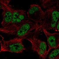 ZFAND5 Antibody in Immunocytochemistry (ICC/IF)