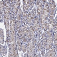 PDZD3 Antibody in Immunohistochemistry (Paraffin) (IHC (P))
