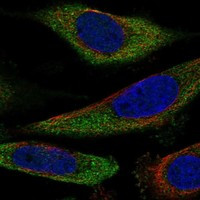 SLC25A43 Antibody in Immunocytochemistry (ICC/IF)