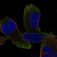 CPZ Antibody in Immunocytochemistry (ICC/IF)