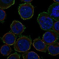 ARHGAP9 Antibody in Immunocytochemistry (ICC/IF)