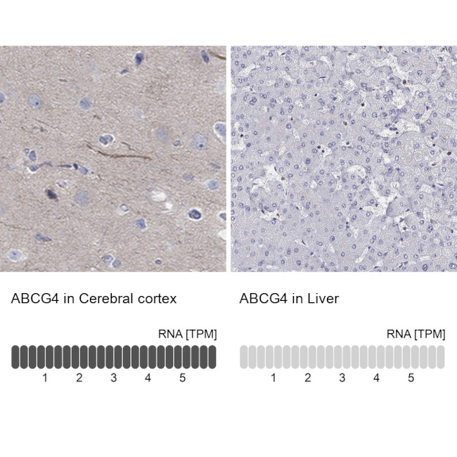 ABCG4 Antibody in Immunohistochemistry (Paraffin) (IHC (P))