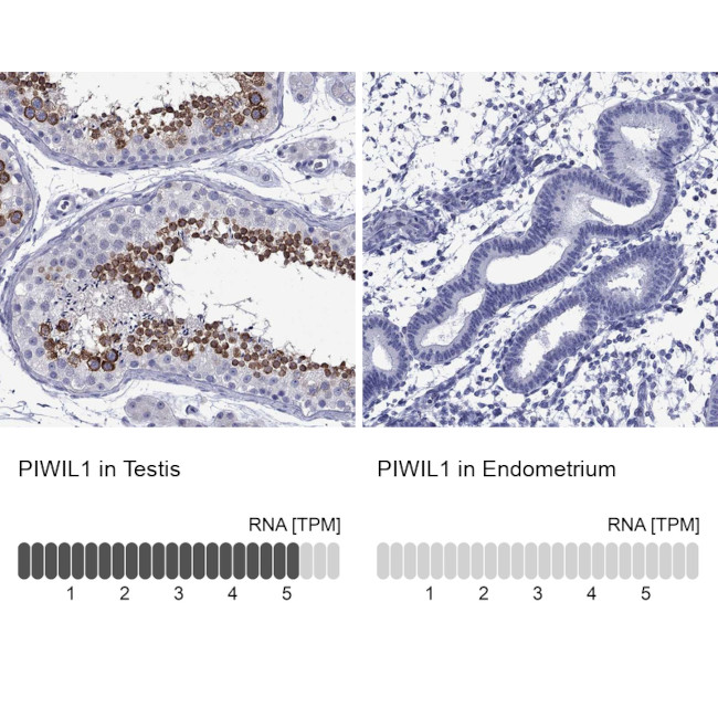 PIWIL1 Antibody in Immunohistochemistry (Paraffin) (IHC (P))