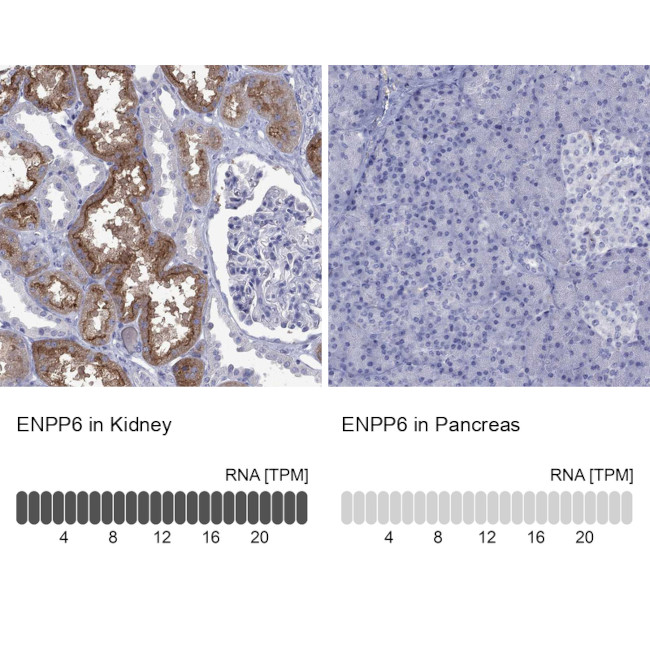 ENPP6 Antibody in Immunohistochemistry (Paraffin) (IHC (P))