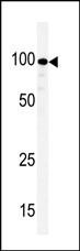 KSR1 Antibody in Western Blot (WB)