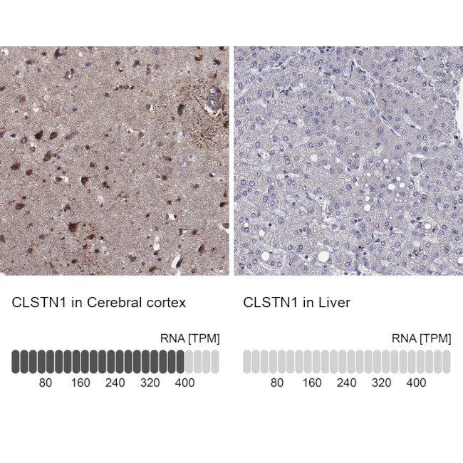 CLSTN1 Antibody in Immunohistochemistry (Paraffin) (IHC (P))