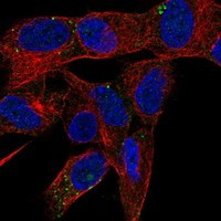 PRSS27 Antibody in Immunocytochemistry (ICC/IF)