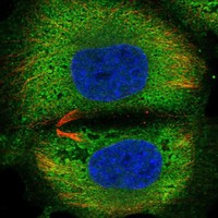 C6orf10 Antibody in Immunocytochemistry (ICC/IF)