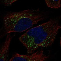 TRAPPC3L Antibody in Immunocytochemistry (ICC/IF)