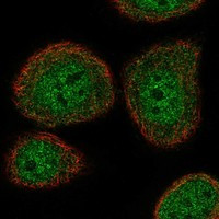 ATAD5 Antibody in Immunocytochemistry (ICC/IF)