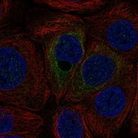 C12orf54 Antibody in Immunocytochemistry (ICC/IF)