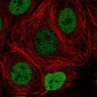 FAM240C Antibody in Immunocytochemistry (ICC/IF)