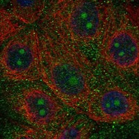 NWD1 Antibody in Immunocytochemistry (ICC/IF)