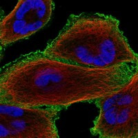 CRYBG3 Antibody in Immunocytochemistry (ICC/IF)