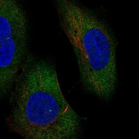 ERVV-1 Antibody in Immunocytochemistry (ICC/IF)