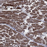 HTD2 Antibody in Immunohistochemistry (Paraffin) (IHC (P))