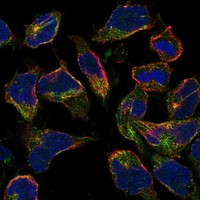 HIGD1B Antibody in Immunocytochemistry (ICC/IF)