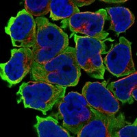 LSMEM2 Antibody in Immunocytochemistry (ICC/IF)
