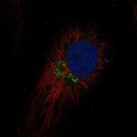 TEX26 Antibody in Immunocytochemistry (ICC/IF)