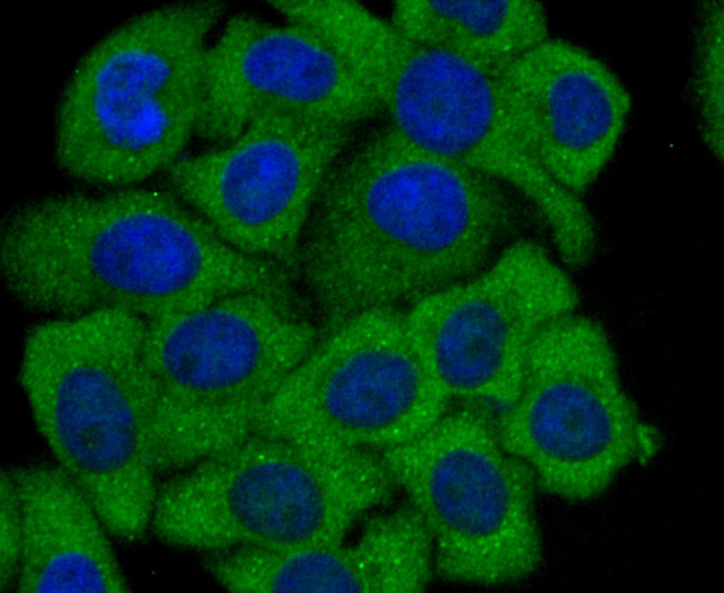 COX4 Antibody in Immunocytochemistry (ICC/IF)