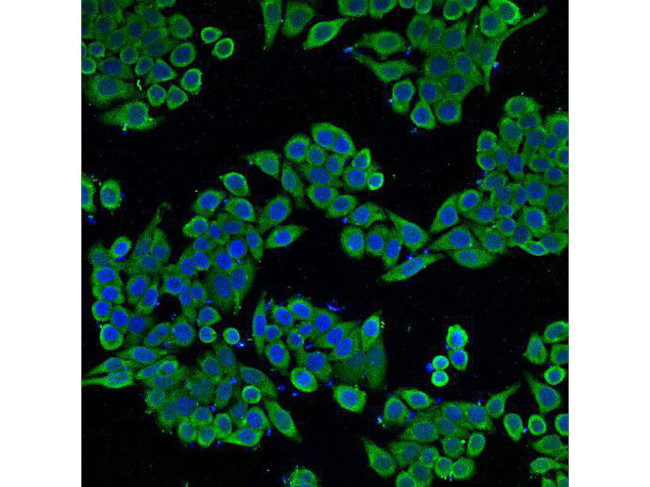 CDw293 Antibody in Immunocytochemistry (ICC/IF)