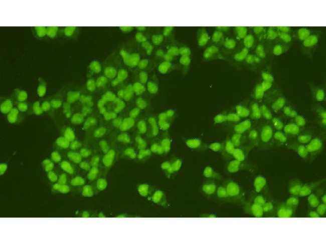 HMGB1 Antibody in Immunocytochemistry (ICC/IF)