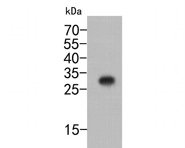 6x His Tag Antibody in Western Blot (WB)