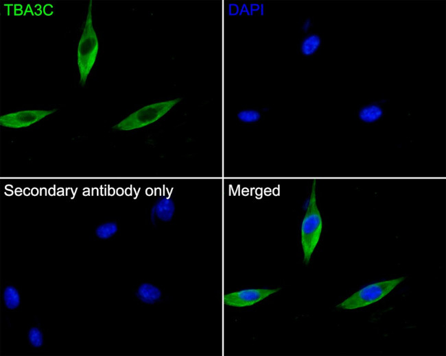 TUBA3C Antibody in Immunocytochemistry (ICC/IF)