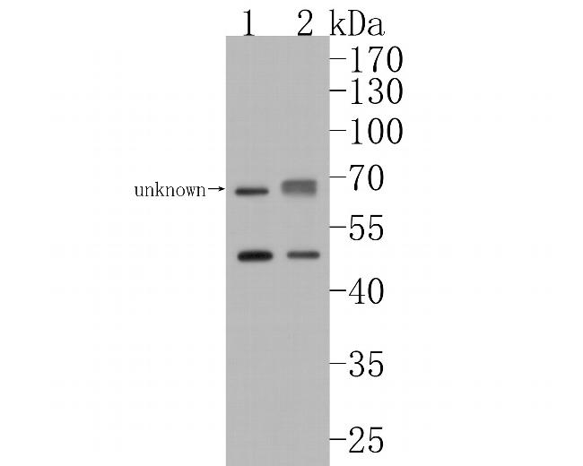BTNL3 Antibody in Western Blot (WB)
