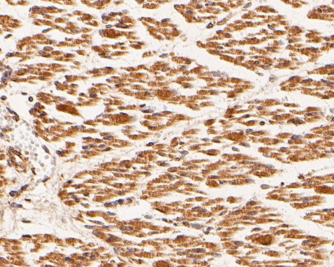 MEMO1 Antibody in Immunohistochemistry (Paraffin) (IHC (P))