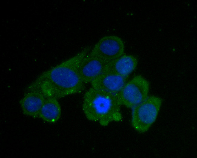 AKR1B1 Antibody in Immunocytochemistry (ICC/IF)
