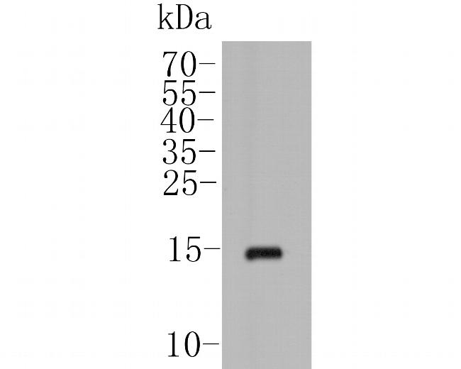 POLR2H (Isoform 4) Antibody in Western Blot (WB)