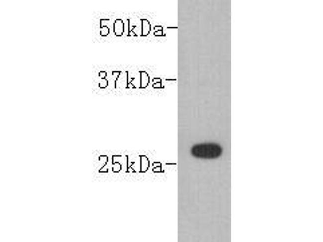 GST Antibody in Western Blot (WB)