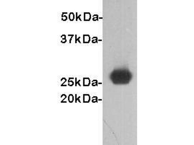 GST Antibody in Western Blot (WB)