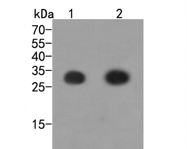 DYKDDDDK Tag Antibody in Western Blot (WB)
