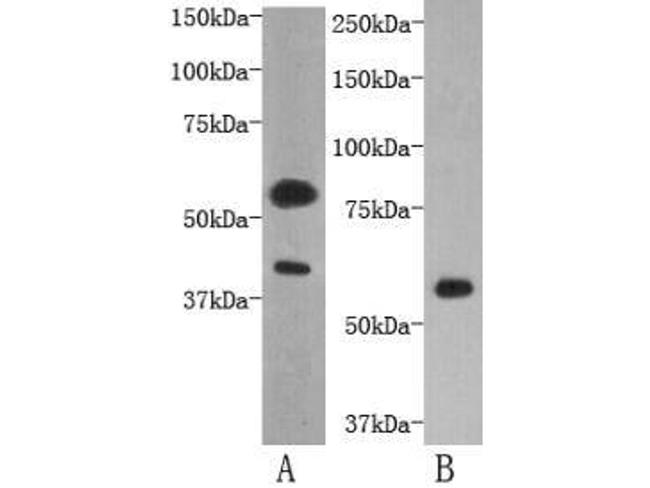 TMEM57 Antibody in Western Blot (WB)