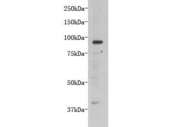TMEM132B Antibody in Western Blot (WB)