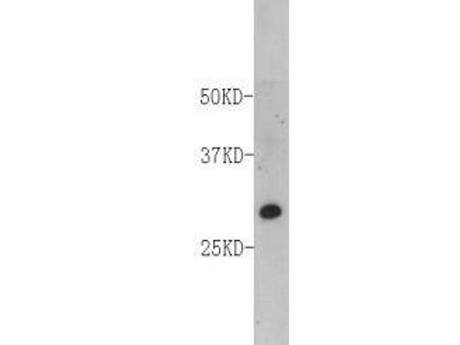 FADD Antibody in Western Blot (WB)