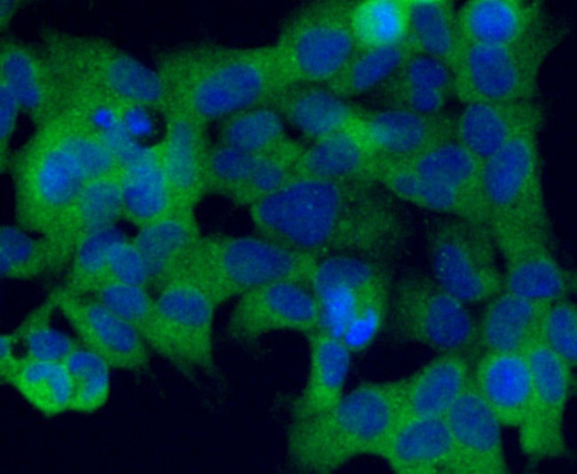 CD235a (Glycophorin A) Antibody in Immunocytochemistry (ICC/IF)