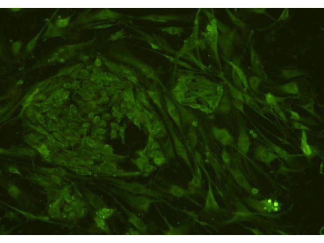 CD34 Antibody in Immunocytochemistry (ICC/IF)