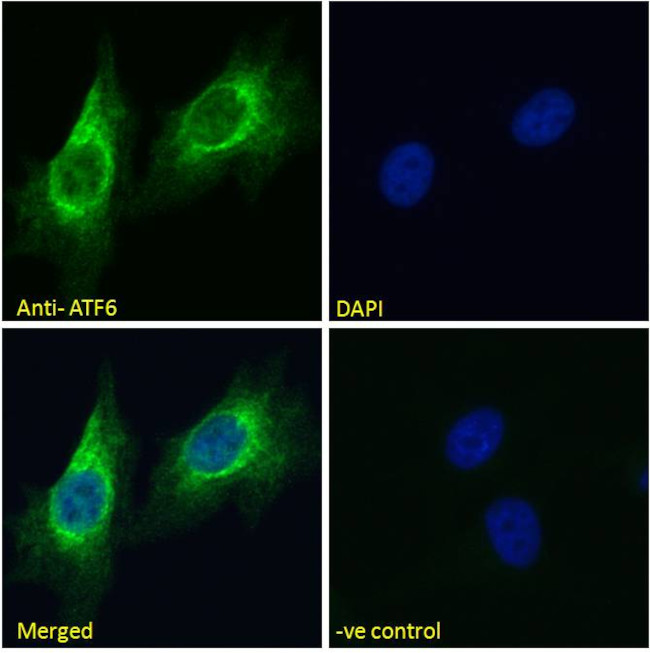 ATF6 Antibody in Immunocytochemistry (ICC/IF)