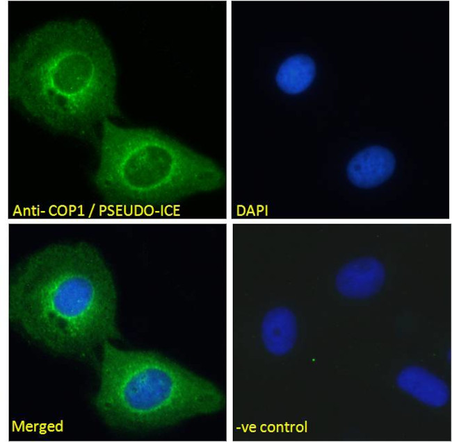 COP1 Antibody in Immunocytochemistry (ICC/IF)