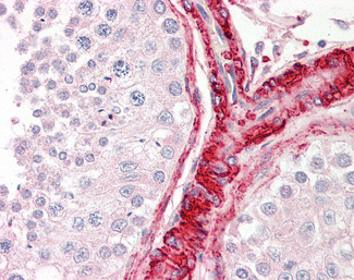 BAG5 Antibody in Immunohistochemistry (Paraffin) (IHC (P))